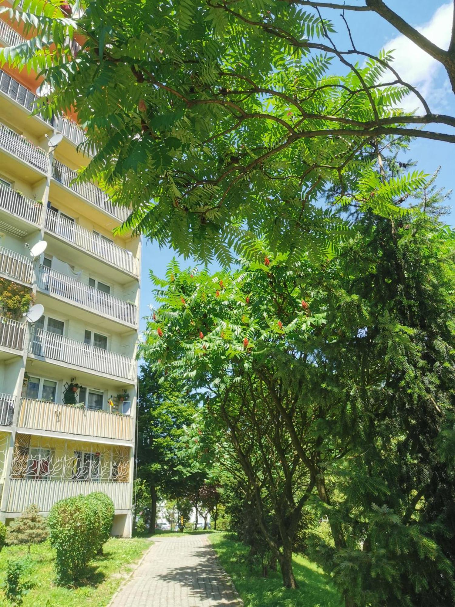Przytulne Mieszkanie W Centrum Jastrzębie Zdrój Exterior foto